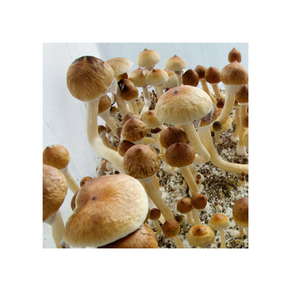 Magic mushroom spores